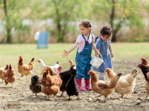 Down on the Farm