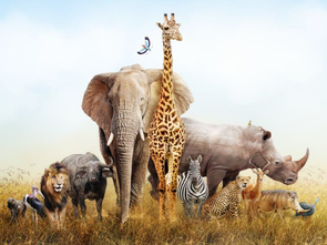 Day At the Zoo