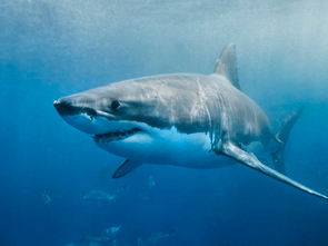 Shark Week