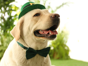 Luck of the Irish