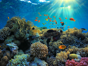 Under the Sea