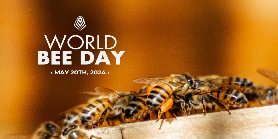 World Bee day at Casa Velas