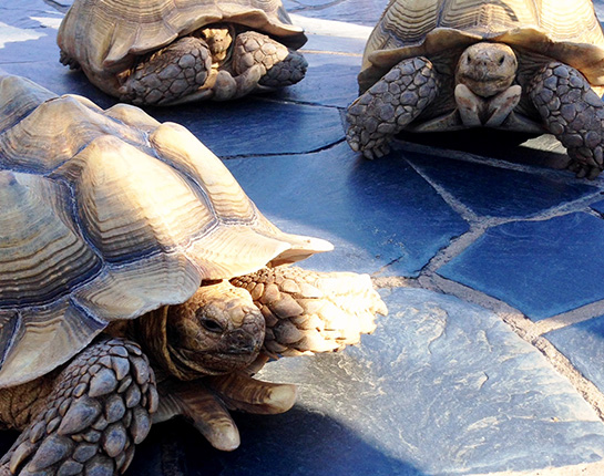 Exotic Birds + Tortoises on Display