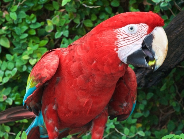 Resort Exotic Birds and Giant Tortoises