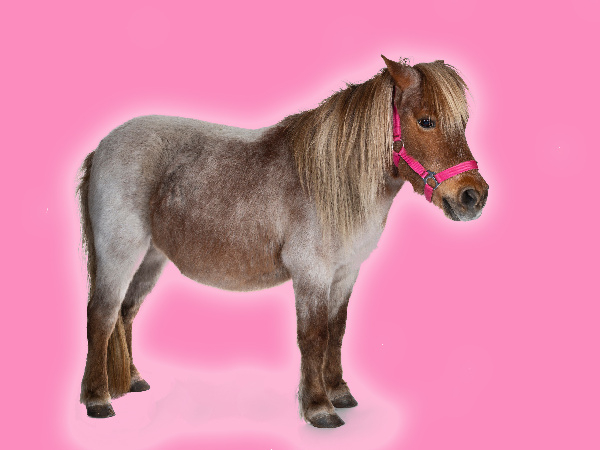 Pony Rides & Crafts