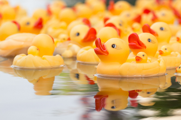 Rubber Ducky Races