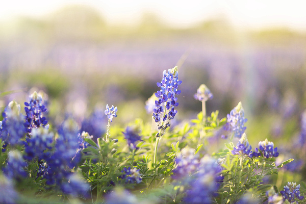 Nature Walk and Blue Bonnet Photos