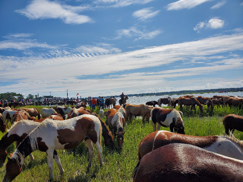 100th Annual Pony Swim Week
