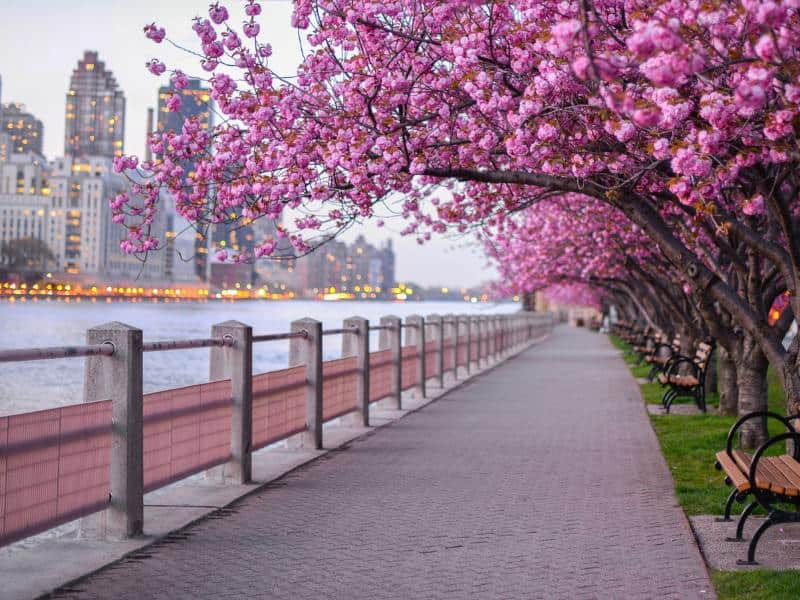 Central Park Cherry Blossom Trees