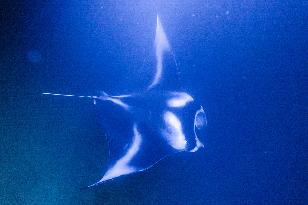 Manta Talk